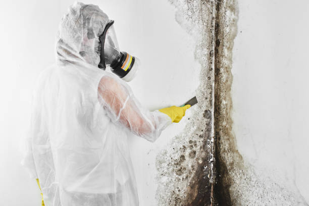 Best Mold Damage Repair  in Morgan, UT