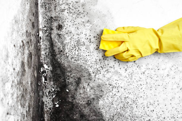 Best Home Mold Removal  in Morgan, UT