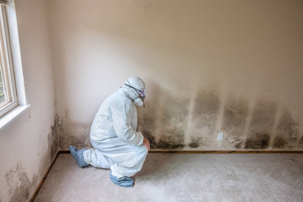 Best Fast Mold Removal  in Morgan, UT