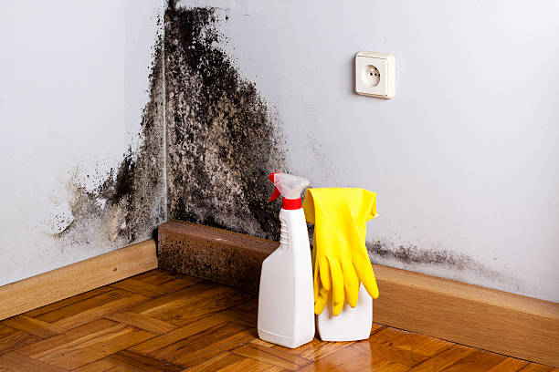 Best Local Mold Removal Service  in Morgan, UT